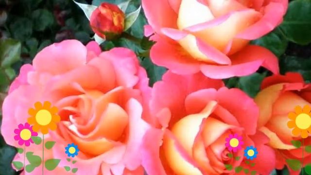 Роза флорибунда Шанти (Shanty). Краткий обзор, описание характеристик, где купить саженцы смотреть онлайн