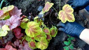 САЖАЕМ ГЕЙХЕРУ ПРАВИЛЬНО !!! Выбор места,освещение ,грунт ,полив,удобрения.