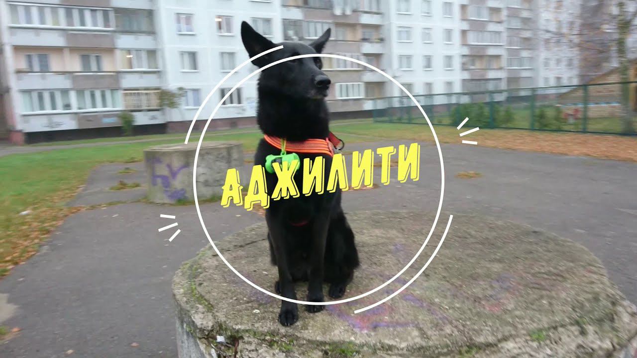 Аджилити