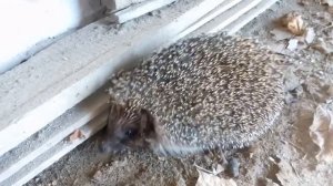 Ежик пищит!!!