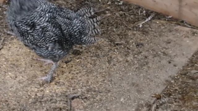 Уборка курятника. Петушки Мехеленской кукушки на откорм. смотреть онлайн