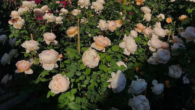 Сорта роз #Charles Darwin® Austin, 2001? #Purple Lodge Pierre Orard Франция, 2010