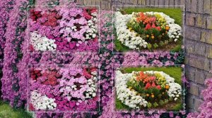 Красивые цветы Обриета (аубреция)