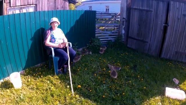 ГУСЯТА и УТЯТА, загон для выгула, утятник, пруд смотреть онлайн