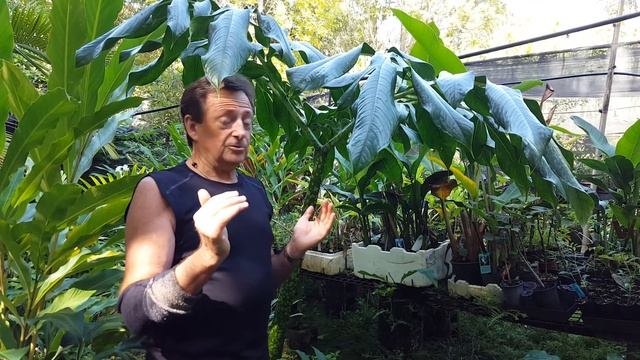 Focus on the Amorphophallus Titanum - Paradise Distributors смотреть онлайн