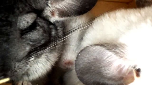 Маленькая шиншилла кричит во сне смотреть онлайн