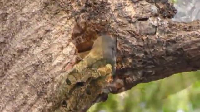 Copy of "tambatachi vin" a maraathi ducumentary film on Coppersmith Barbet breeding смотреть онлайн
