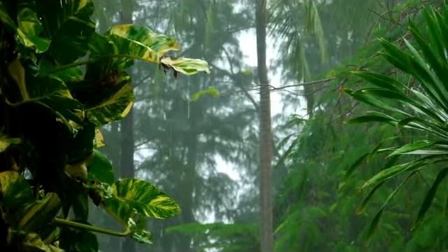 2022-2023 BEST RELAXATION, RAINING IN THE FOREST, STRESS RELIEF, SOUIND SLEEP, MEDITATION ?♀️ ?♂️