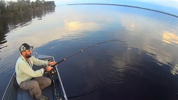 Big Piraiba Catfish in Rio Negro Amazon Rainforest - HD by Catfishing World