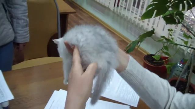 Котенок Валькирия Кити Лав смотреть онлайн