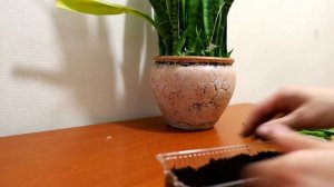 Сансевиерия. Размножаем щучий хвост листом.