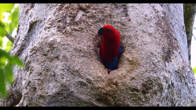 Eclectus Parrot Pair - Iron Range National Park смотреть онлайн