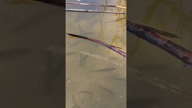 РЫБУ МОЖНО ЛОВИТЬ РУКАМИ смотреть онлайн