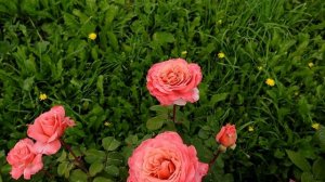 Роза Лоран Каброль - самый ароматный шраб! Rose Laurent Cabrol.