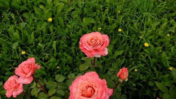 Роза Лоран Каброль - самый ароматный шраб! Rose Laurent Cabrol.