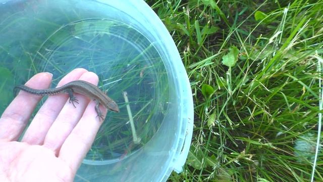 Тая нашла ящерицу Кто видел ящерицу, почему у нее хвост холодный Смотри видео про ящерицу смотреть онлайн