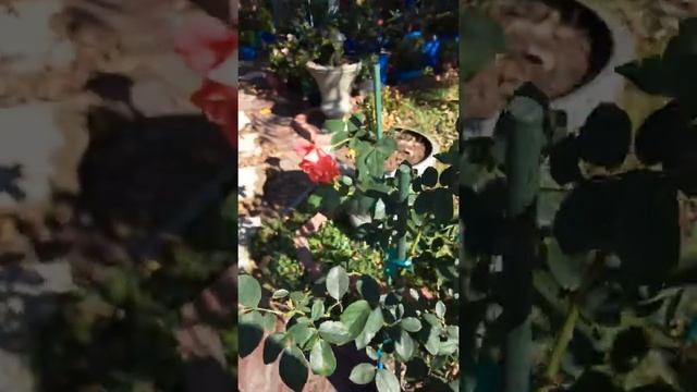 TROPICANA ROSE смотреть онлайн