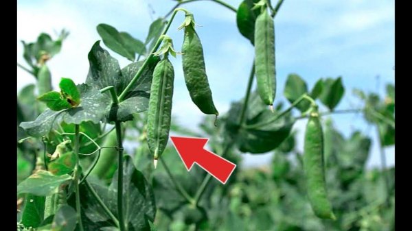 Как вырастить горох крупным и сладким? Секреты выращивания гороха!