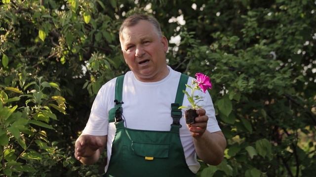 Уход за дачными цветами смотреть онлайн