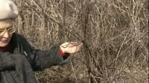 Обрезка облепихи весной