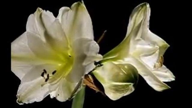 Амариллис* (Amaryllis, Hippeastrum)-Любимые цветы и растения смотреть онлайн
