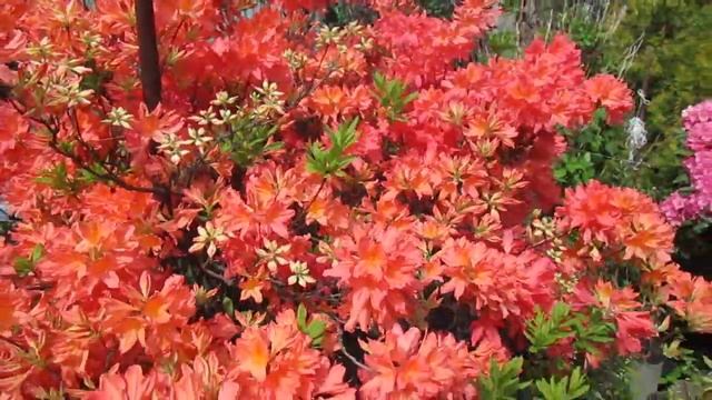 30 мая 2015г Цветение рододендронов в Подмосковье смотреть онлайн