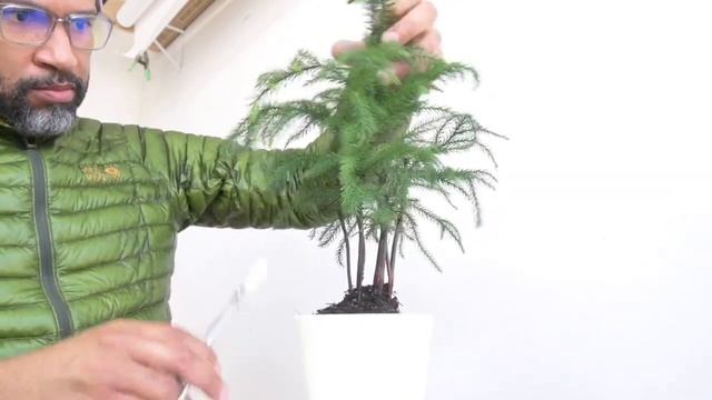 Norfolk Island Pine, Araucaria heterophylla, Late Winter Pruning, March2022 смотреть онлайн