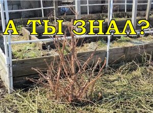 ВАЖНОЕ про обрезку ЖИМОЛОСТИ🔥🔥🔥