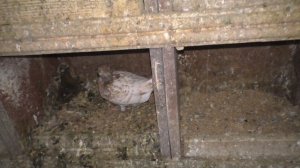 В гостях у голубевода Александра Часть 2