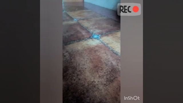 Нож зуб тигра из картона смотреть онлайн