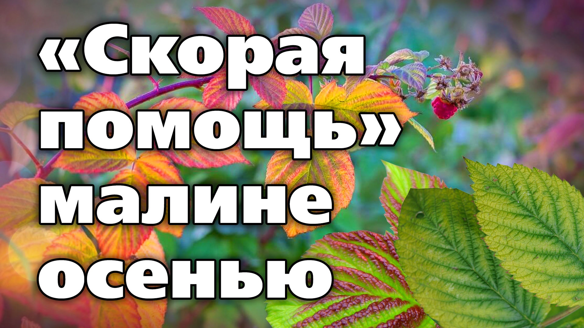 Решаем проблемы малины осенью. Какие пригодятся препараты и удобрения смотреть онлайн