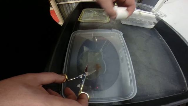 Woma python egg cutting смотреть онлайн