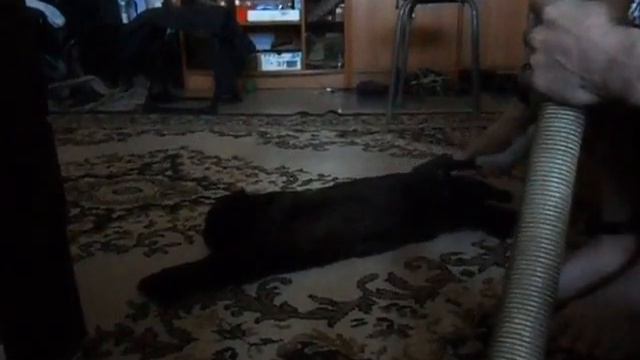 Самый умный кот.Леопольд.кайфует от пылесоса!!! смотреть онлайн