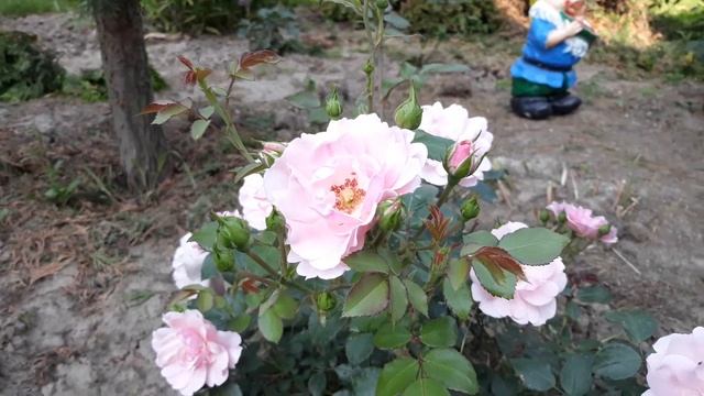 Роза полиантовая The Fairy смотреть онлайн