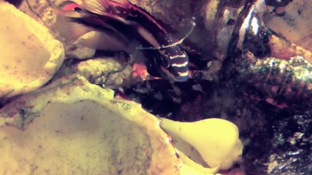 Pelvicachromis смотреть онлайн