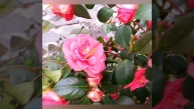 ЦВЕТКИ КАМЕЛИИ!?#камелия#цветкикамелии#весенниецветы#природа
