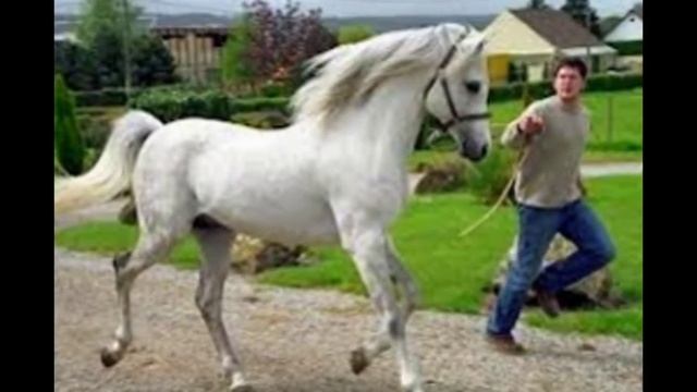 Арабская Чистокровная порода лошадей смотреть онлайн