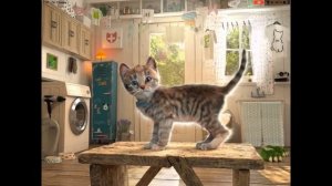 Маленький котенок из коробки игра мультик my favourite little kitten