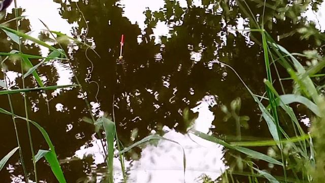 Первая рыбалка на этом канале| Ловля карася|окуня. смотреть онлайн