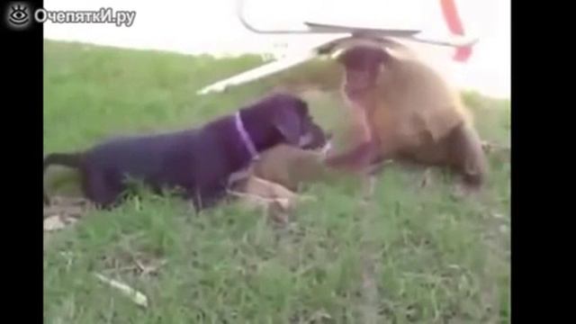 Неуловимые обезьянки смотреть онлайн