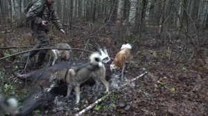 Охота на лося с лайками. Часть 2