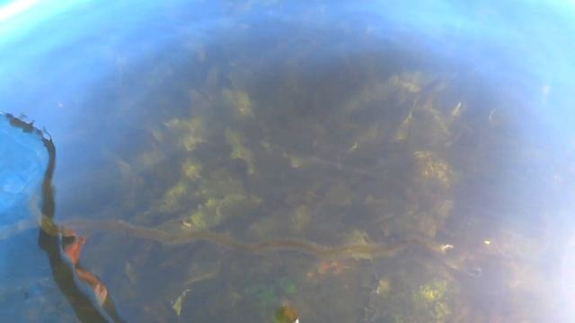 ГРЕНЛАДСКИЕ ТЮЛЕНИ СЪЕЛИ НАШУ ВСЮ РЫБУ/ВСТРЕТИЛИ КОНЮХОВА ФЁДОРА С ДРУЗЬЯМИ В ЛОДКЕ!1Часть! смотреть онлайн