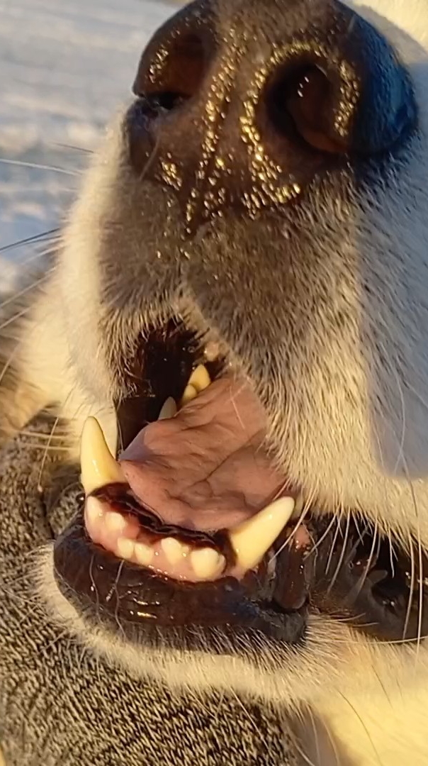 Nordic Heart - ????❄️?️Последние прогулки маламута по центру Москва-реки перед оттепелью