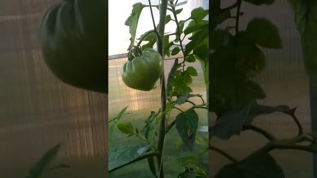 Сорт Медовый салют.05.09.2019 смотреть онлайн