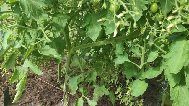 Формировка томата ИЛЬДИ, Томат Ильди (черри).Сорт Томата Ильди. смотреть онлайн