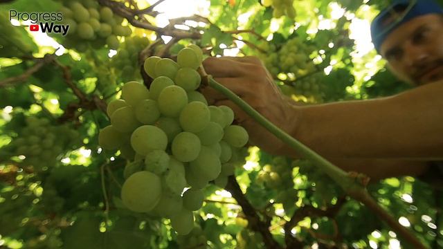 Чуток Этого Запускает У Черенка Бурный Рост Корней! Образователь Корней И Стимулятор Роста! смотреть онлайн