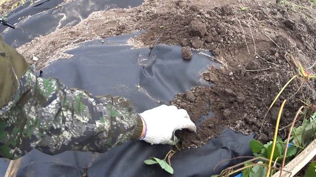 СОСЕД ПРИВЁЗ ТРИ МЕШКА ЩУКИ/ОЗЕРНУЮ РАКУШКУ ПОЛМЕТРА ДЛИННОЙ/Я САЖАЮ КЛУБНИКУ смотреть онлайн