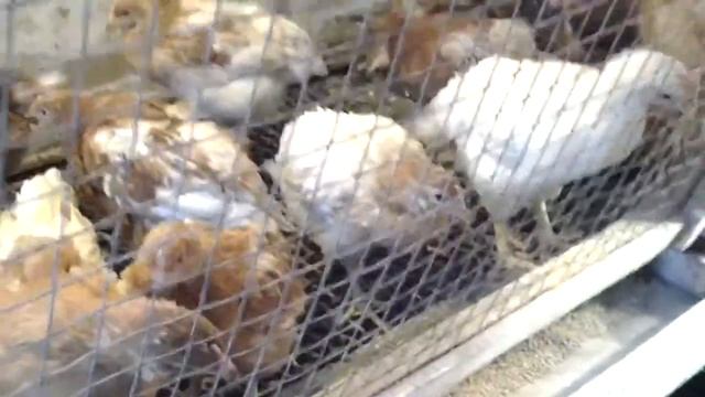 Цыплята. Купили несушек и бройлеров. Чем кормим, как содержим. смотреть онлайн