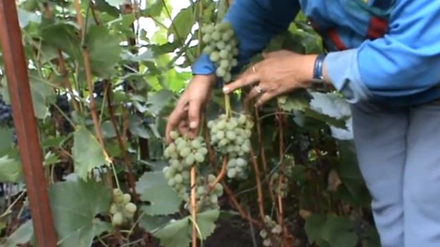 Виноград «Феномен (Августин, Плевен устойчивый)». Питомник Садоград смотреть онлайн