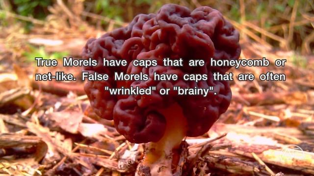 5 Oddly Strange Mushrooms смотреть онлайн